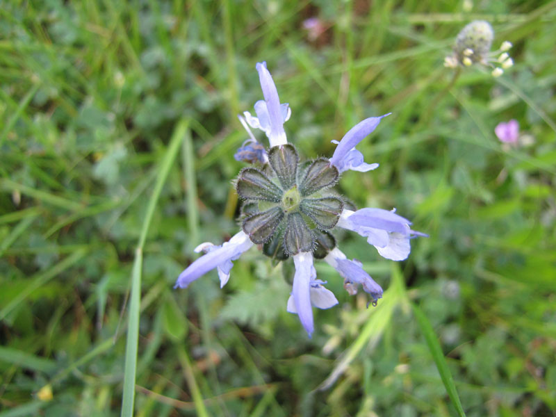 Salvia clandestina